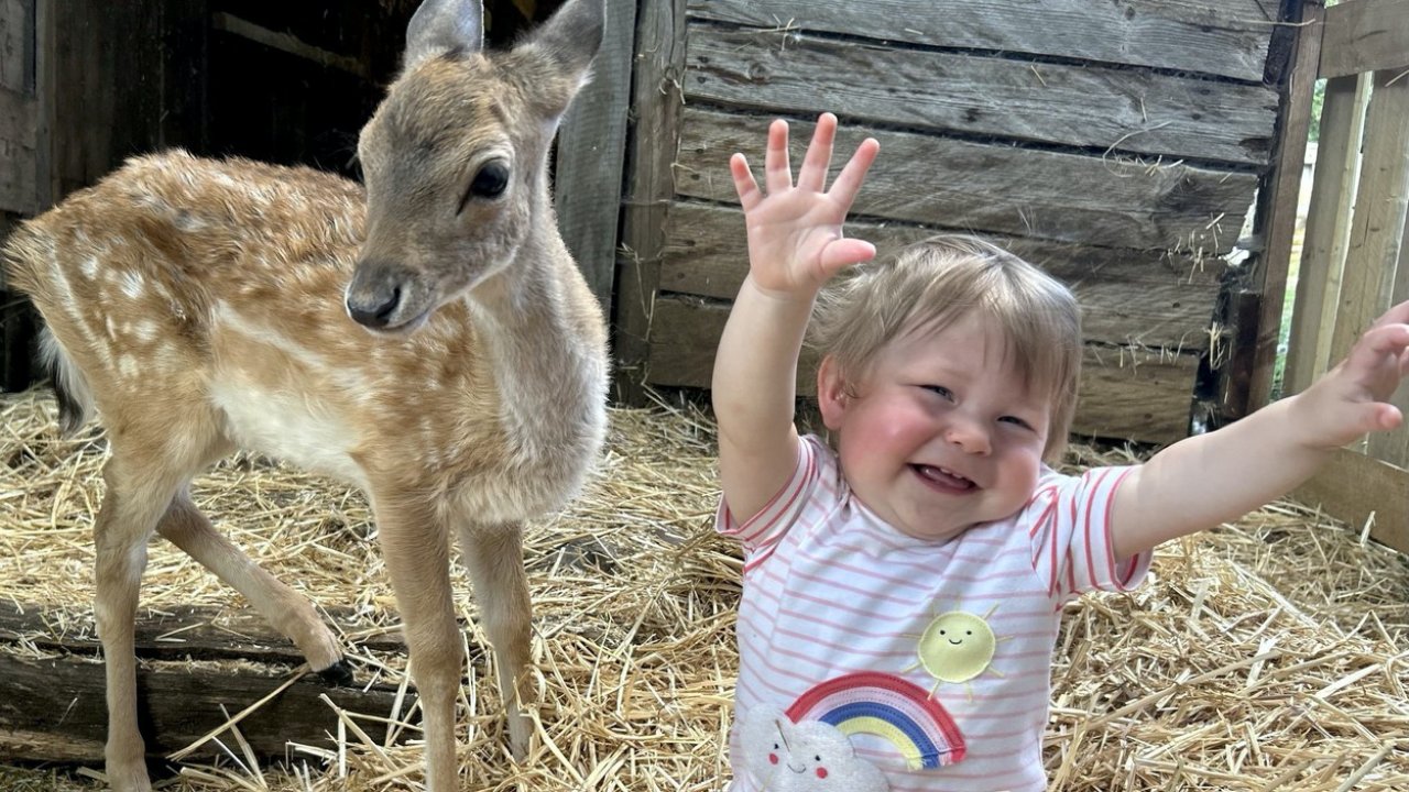 A Ziggy nevű őzgida és a 11 hónapos Isabella az essexi Mountfitchet kastélyban