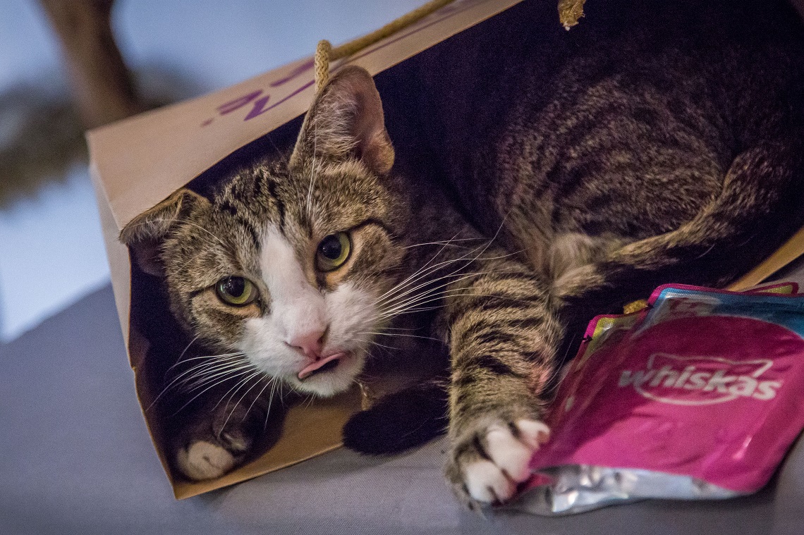 A macskák bizalommal hálálják meg a gondoskodást