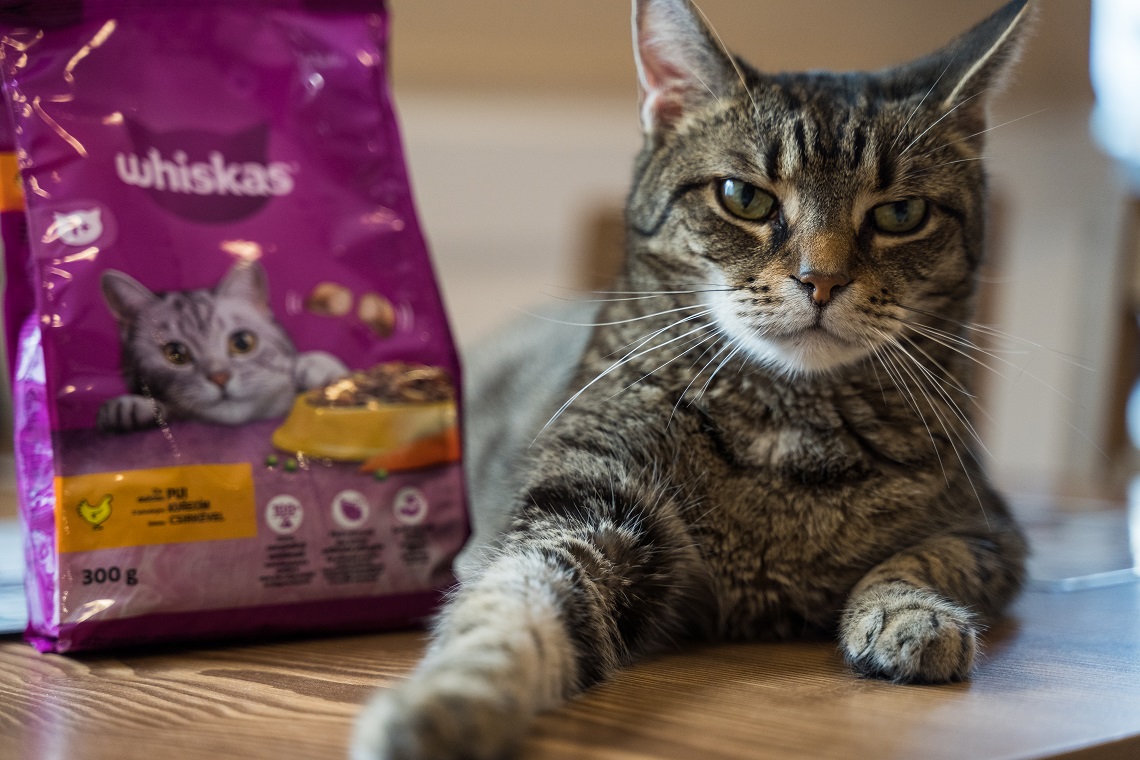 A macskák bizalommal hálálják meg a gondoskodást