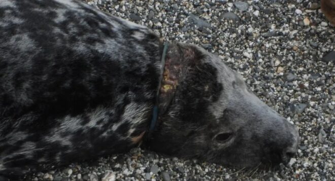 Hat évig kergettek egy fókát, mire végül sikerült elcsípni