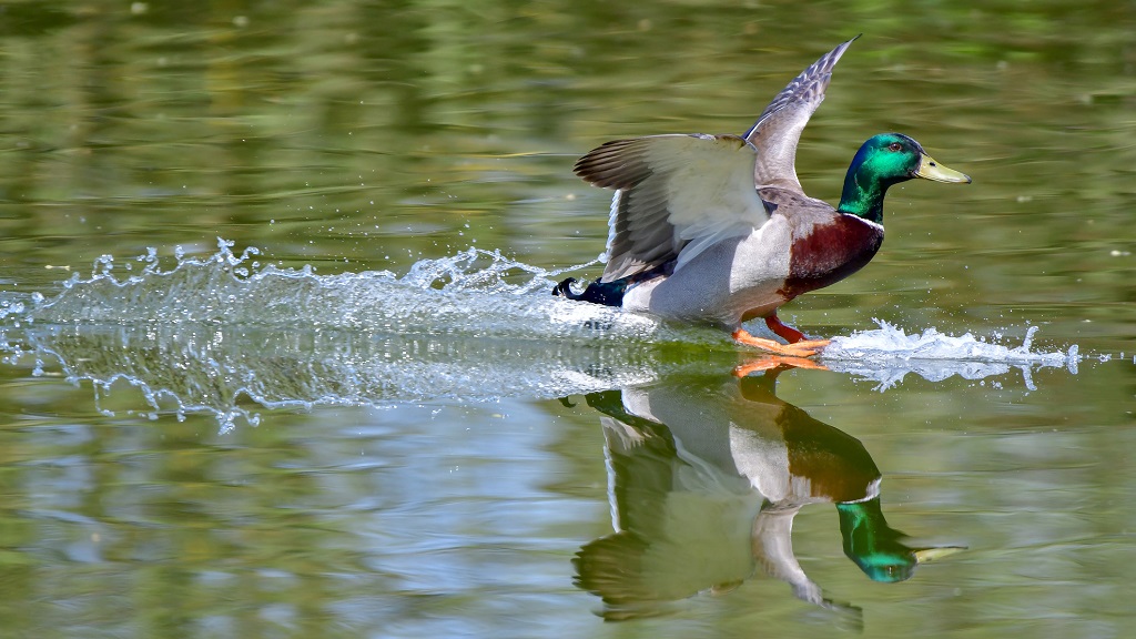 Vízre szálló kacsa