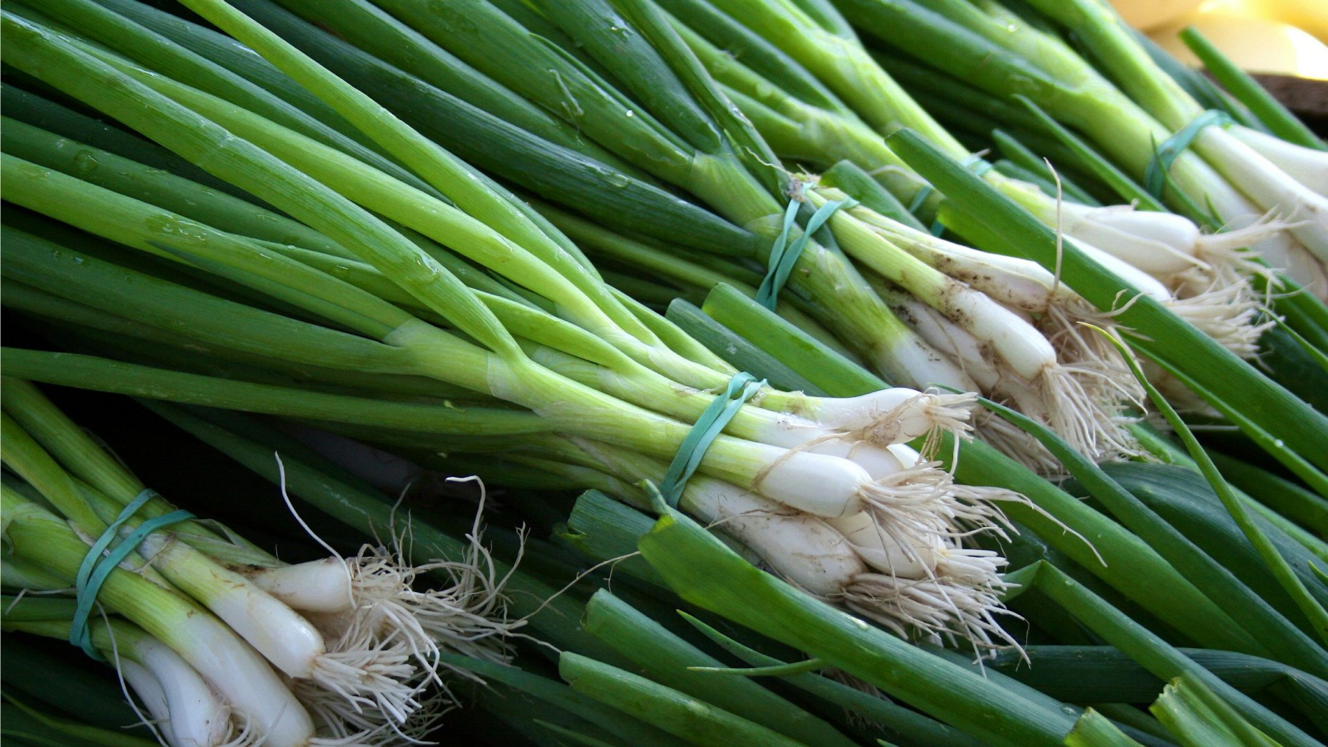 Kötözött hagymák.