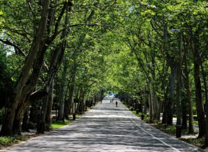 Erzsébet liget Újszegeden