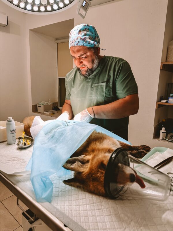 Leonid és Valentina Stoyanov, az ukrán állatorvos házaspár