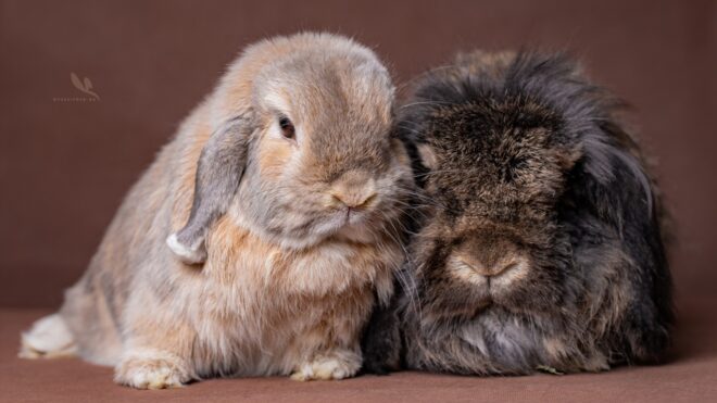 Mentett nyuszikák ők is