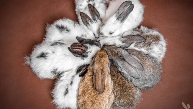 A képen csupa mentett nyuszi látható