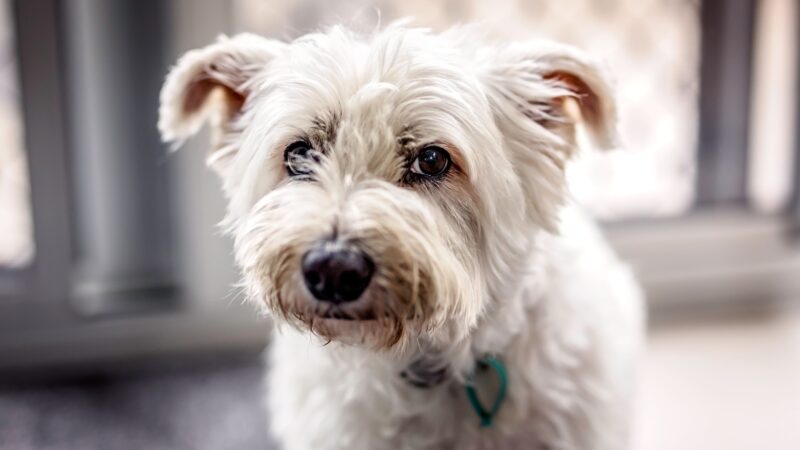 West highland white terrier