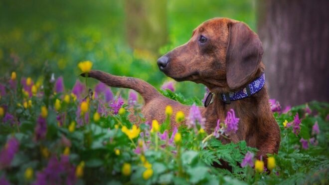 Betilthatják a tacskót Németországban