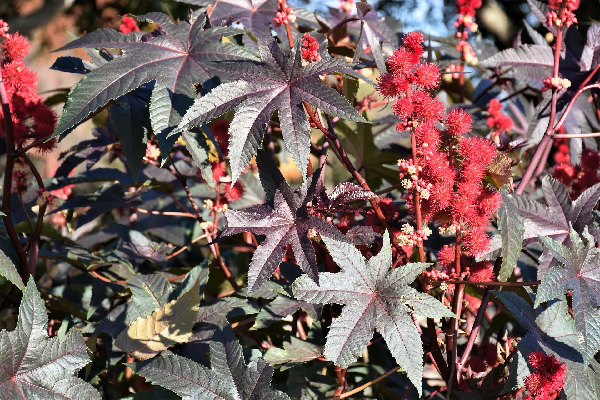 Ricinus növény