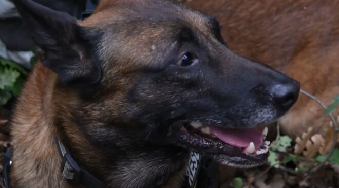 Elpusztult Symba, a hős belga juhász keresőkutya