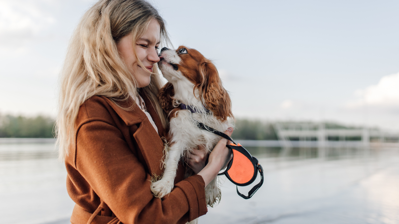 A spánielekre jellemző szívbetegségen is segíthet a génterápia (Fotó:GettyImages)