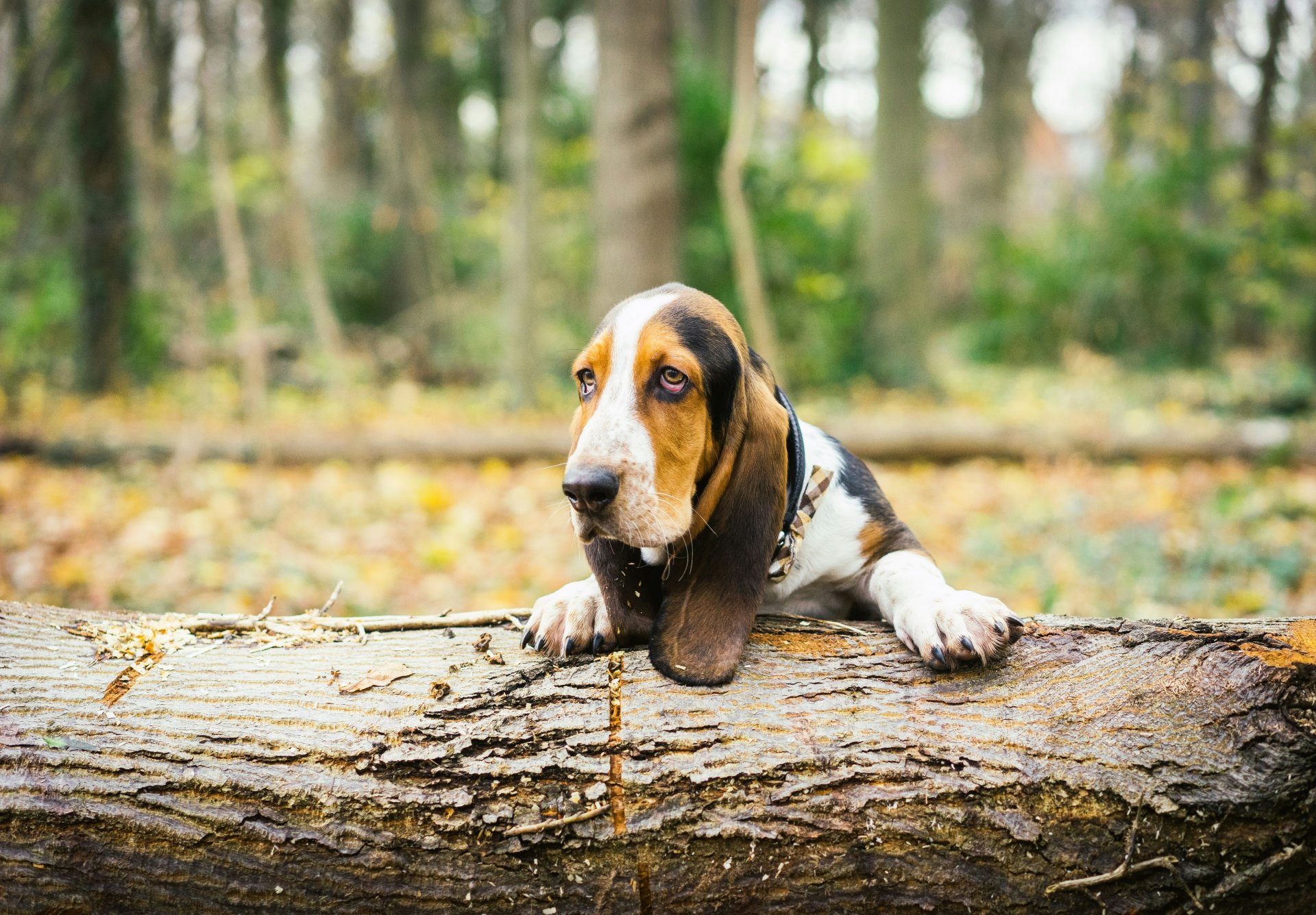 basset hound