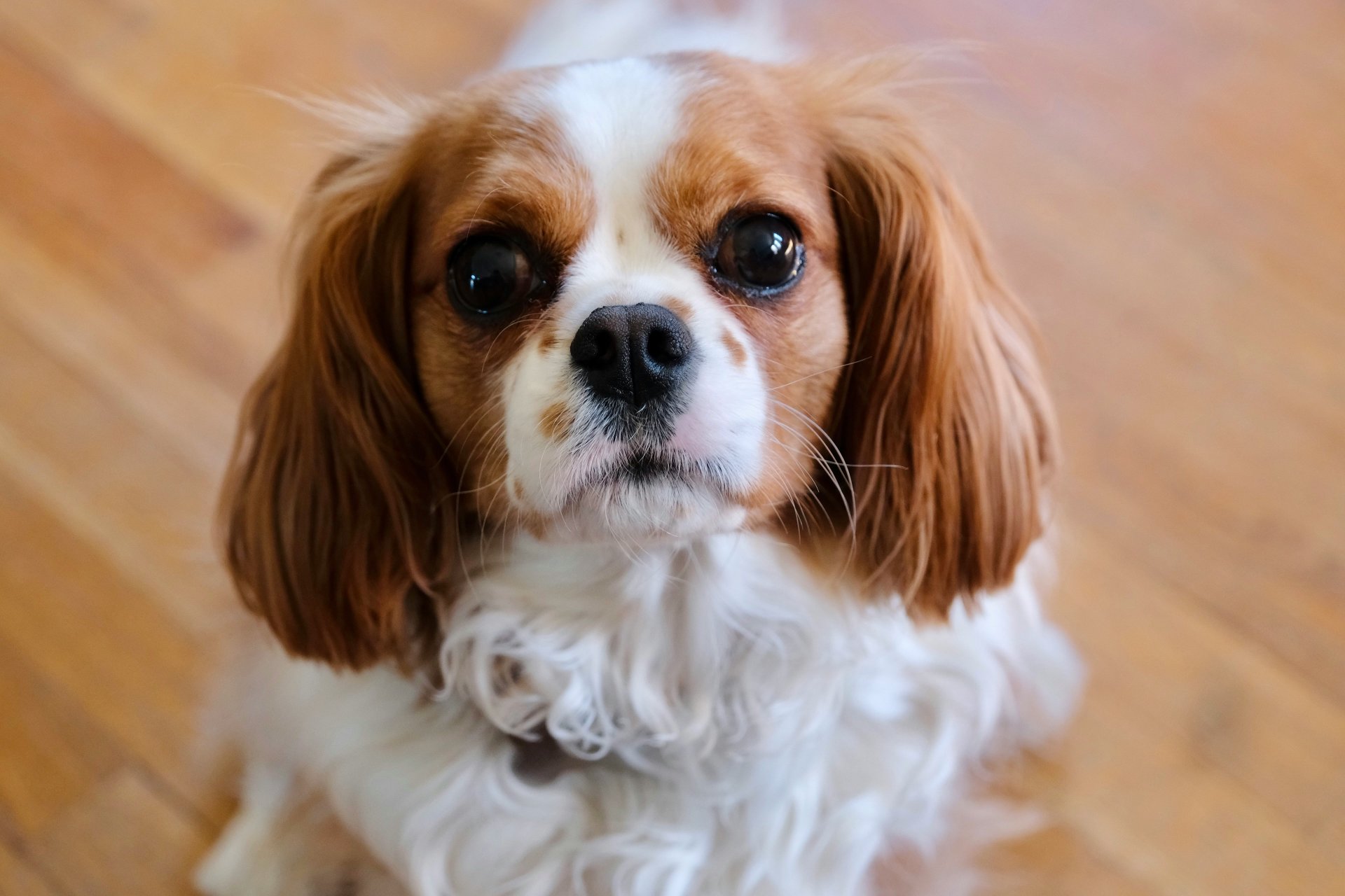 Cavalier King Charles spániel