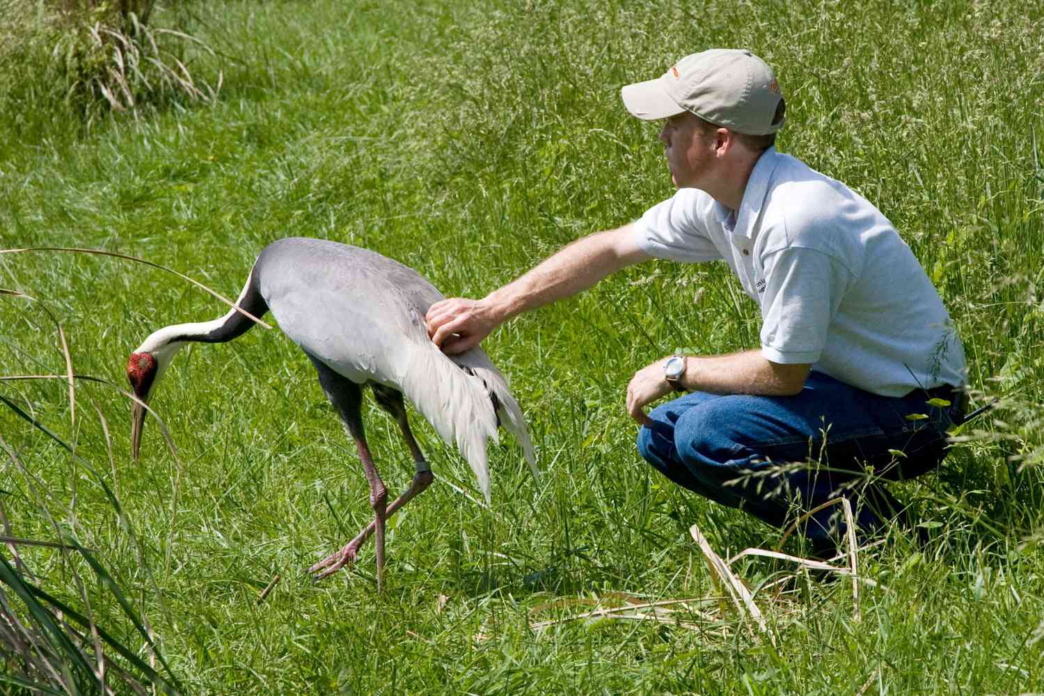 Crowe és Walnut (fotó: Smithsonian Institute)
