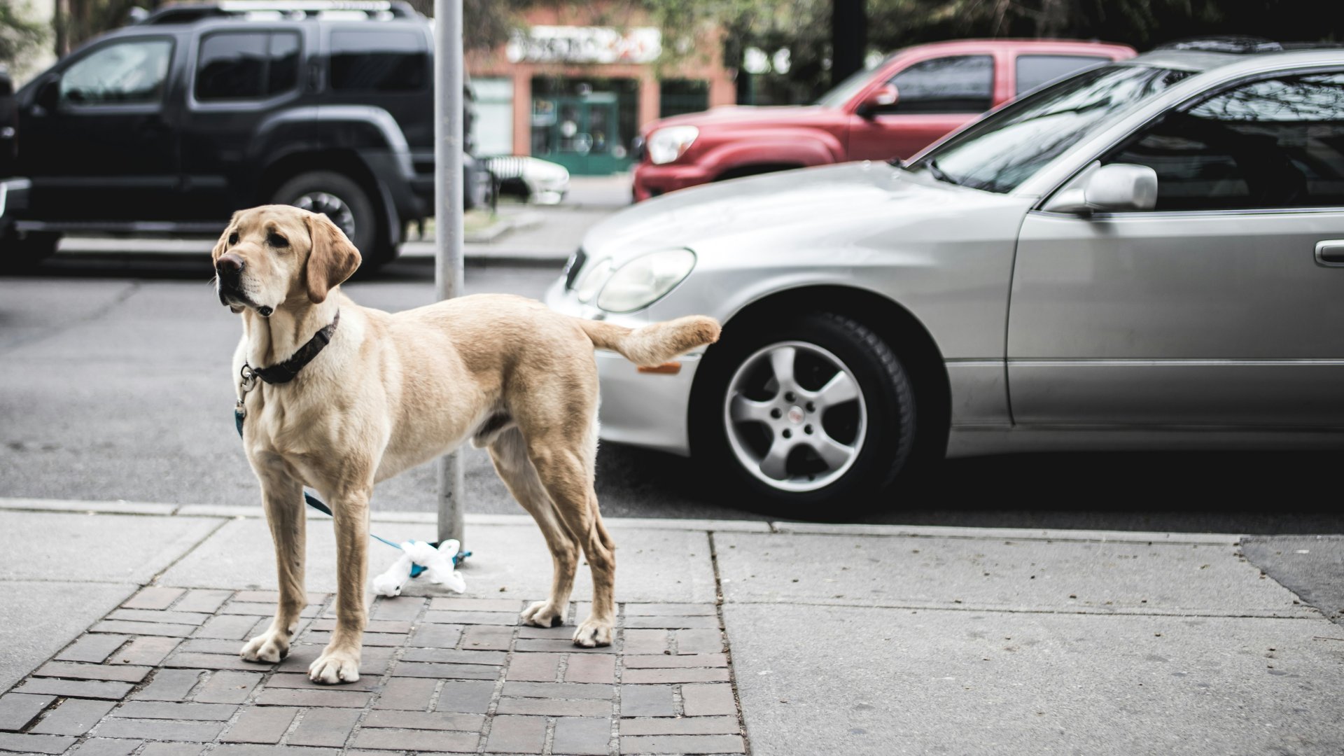 labrador retriever