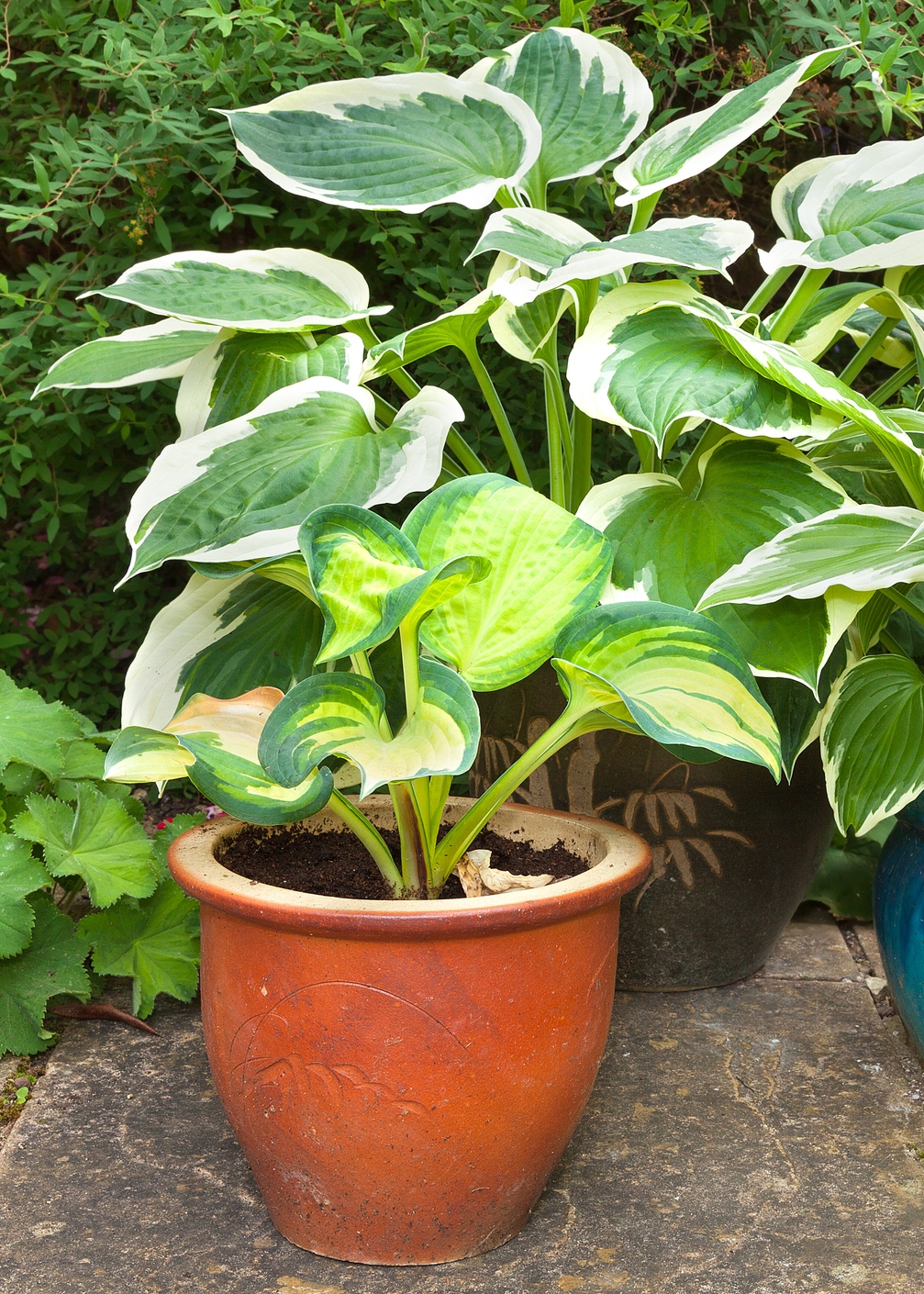 Árnyéktűrő növények