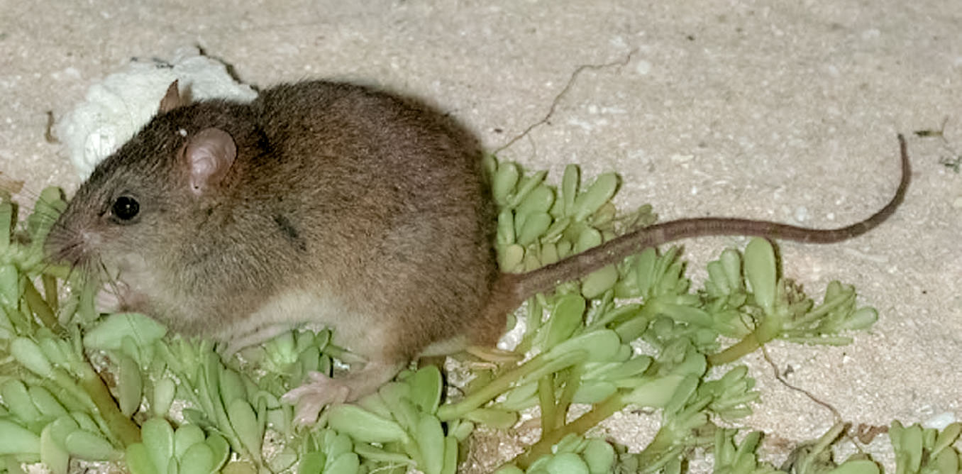 Bramble Cay melomys