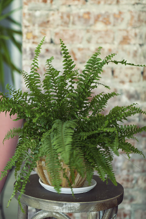 Árnyéktűrő növények