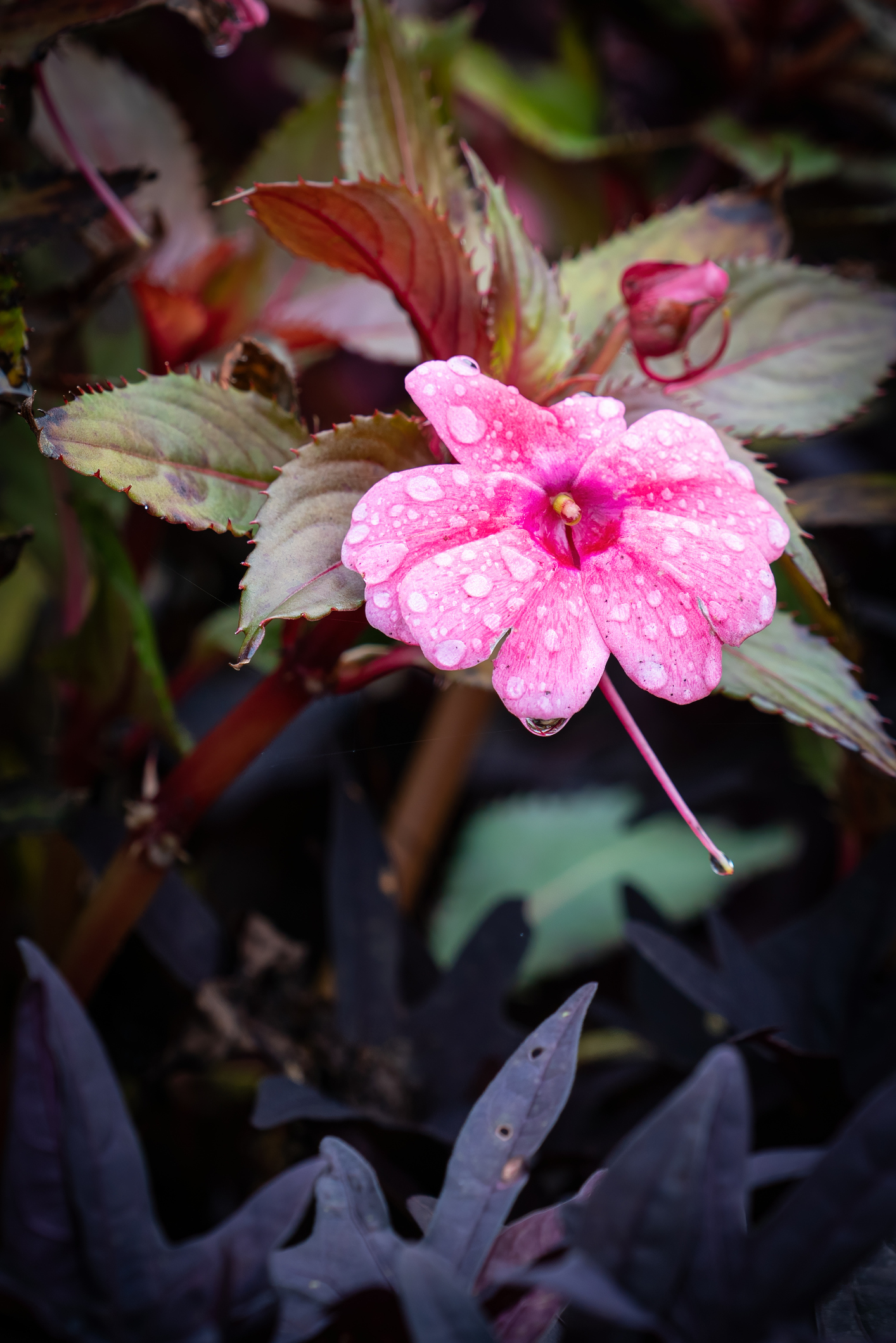 Árnyéktűrő növények