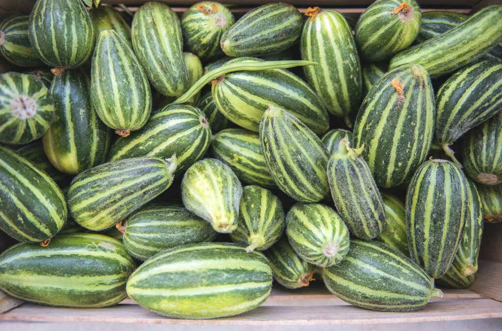 Striata d’Italia cukkini, a csíkos olasz nemesítés / Fotó: Sharon Lapkin, Getty Images