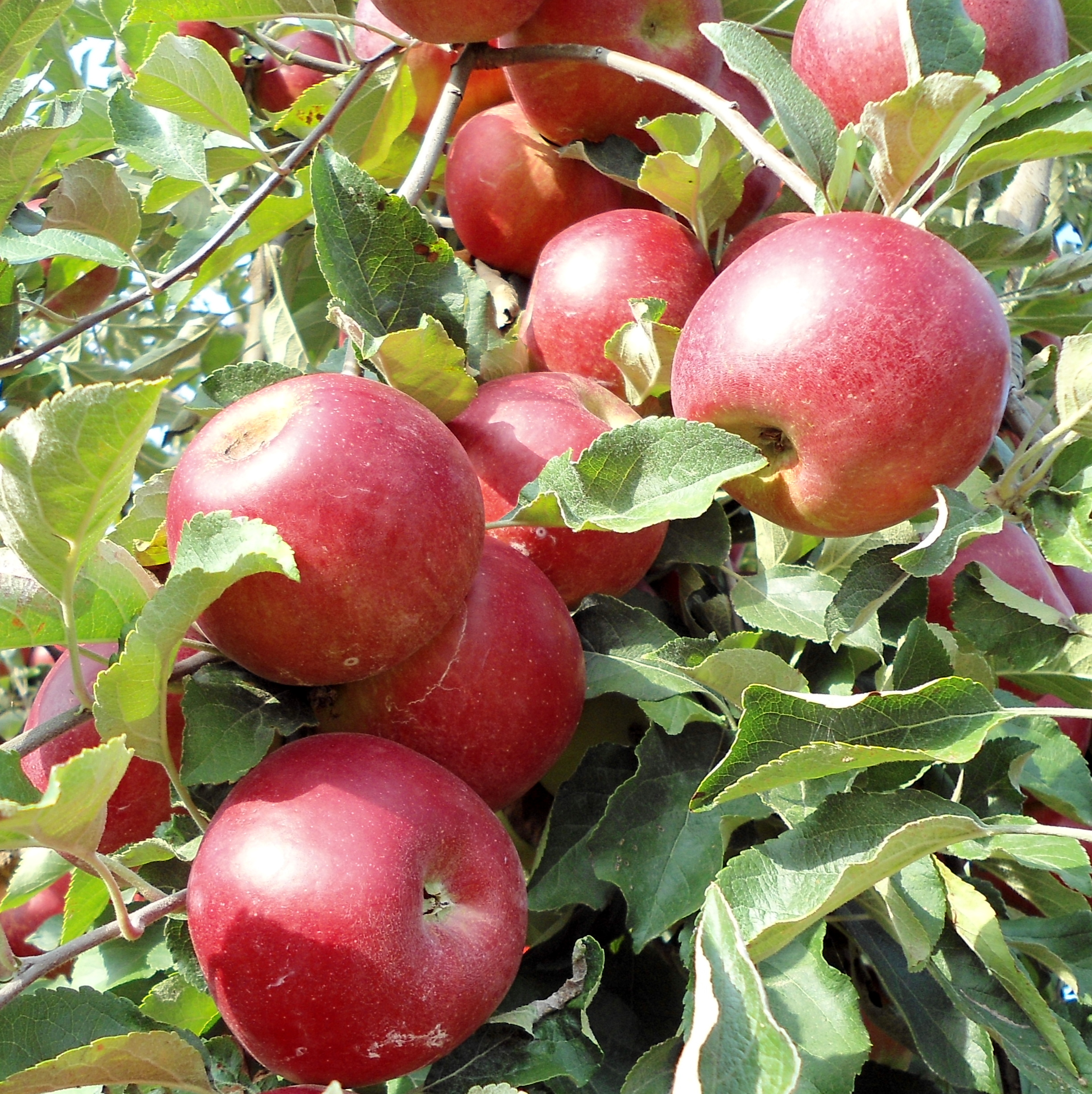 Naményi Jonathan almafajta