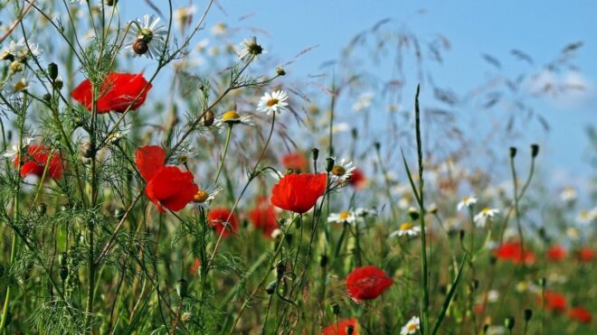 Kegyetlen hőség vár az országra hétvégén – az eső után