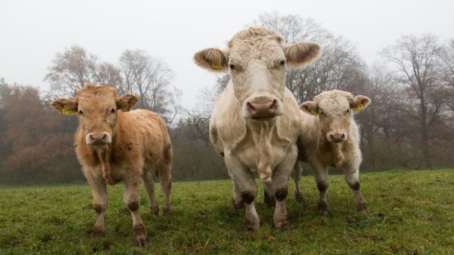 Születésnapján öltek meg egy nőt a felbőszült „vértehenek”