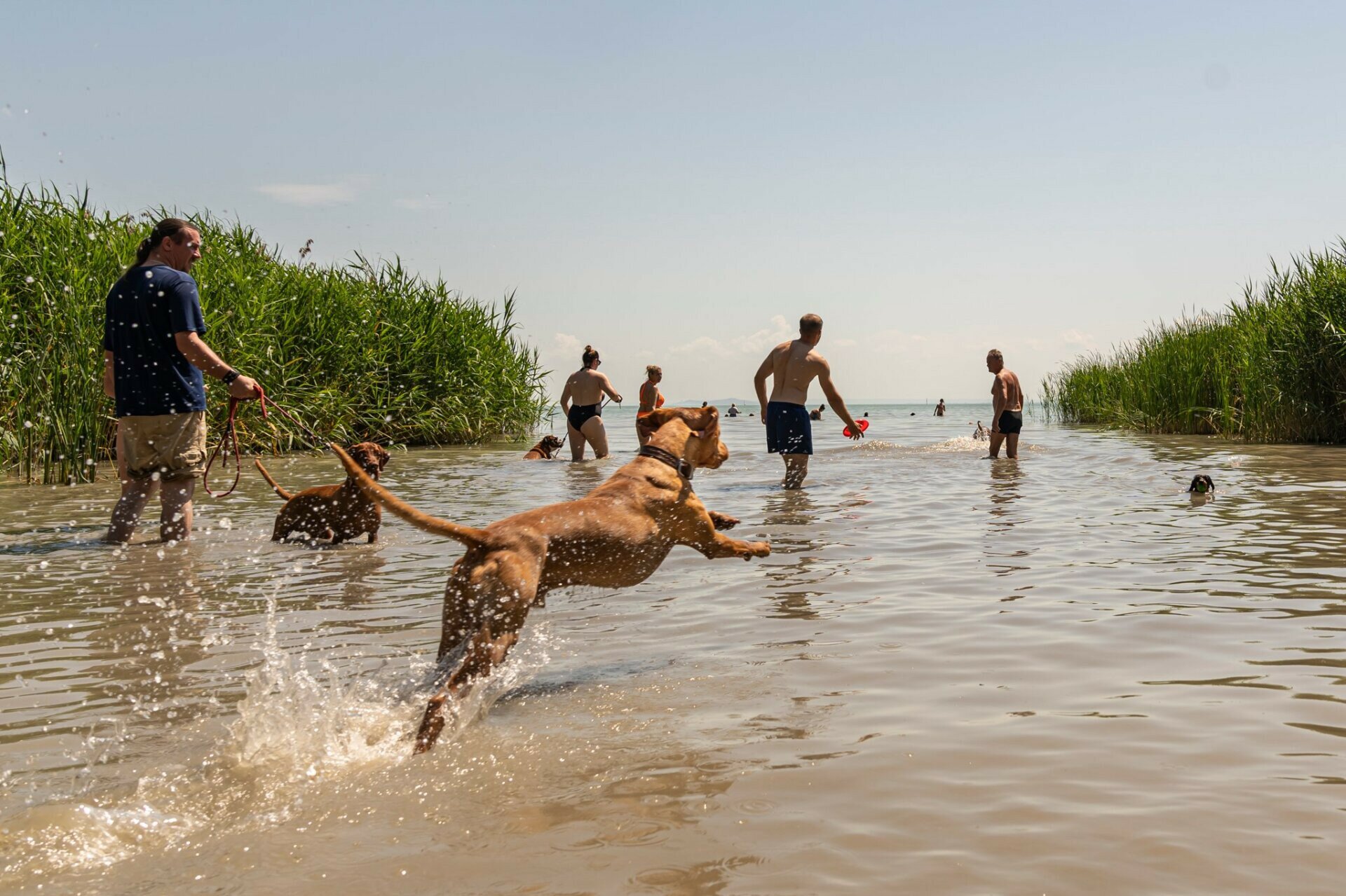 FOTÓ: ANDRAS BELOVARI / KESZTHELYI KUTYÁS PARK, PIKNIKKERT ÉS STRAND