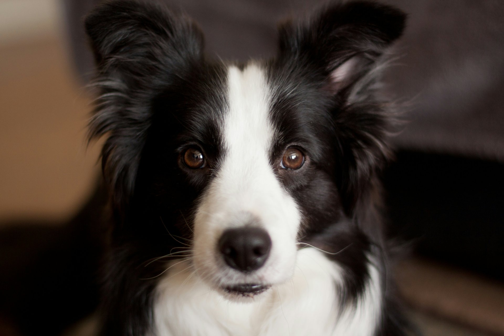 Border collie