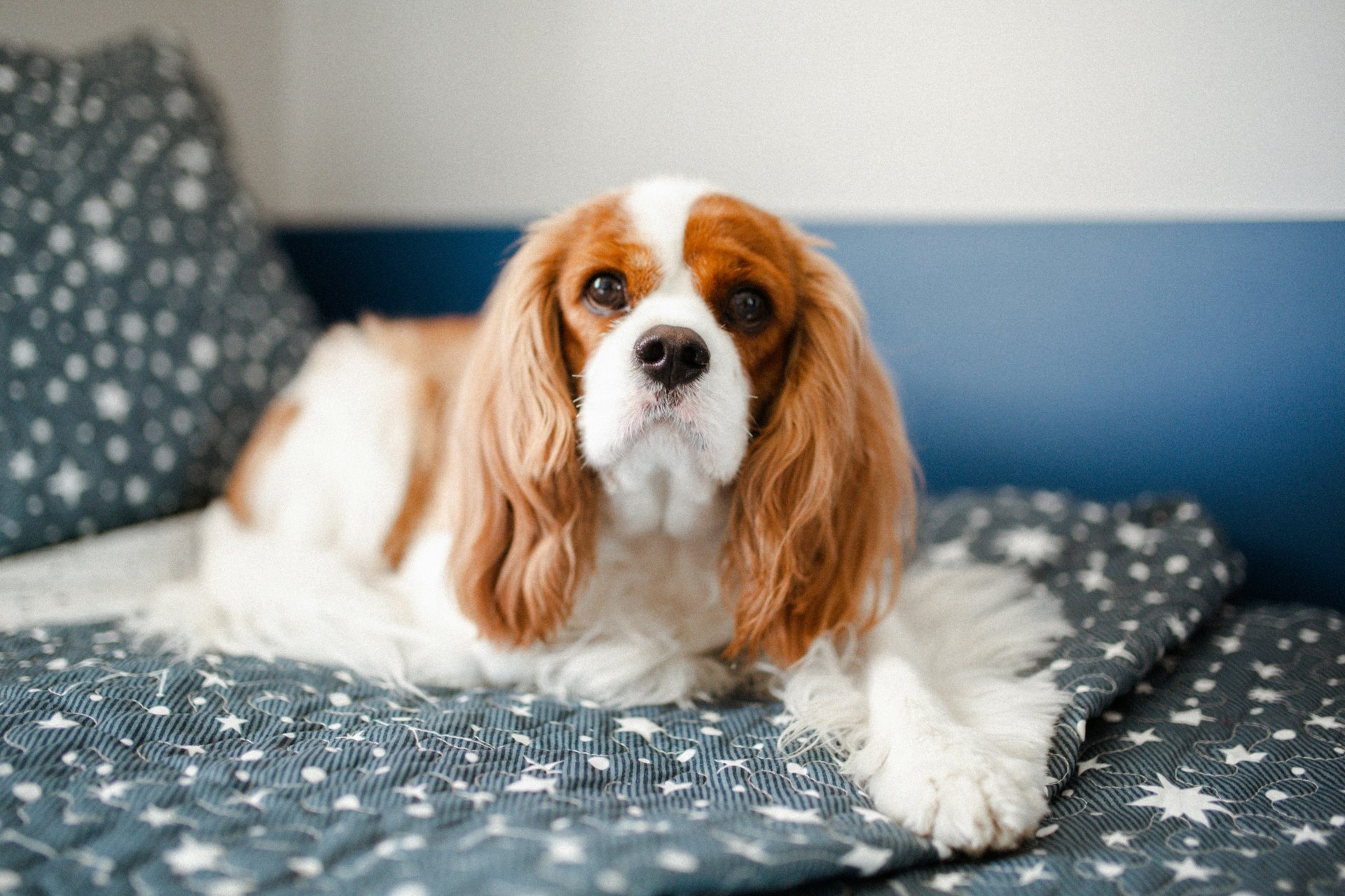 Cavalier King Charles spániel