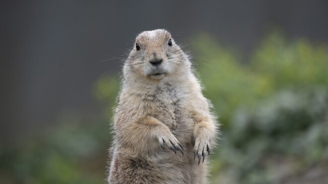 Cuki állat szökött meg az Állatkertből, kevésen múlt az élete