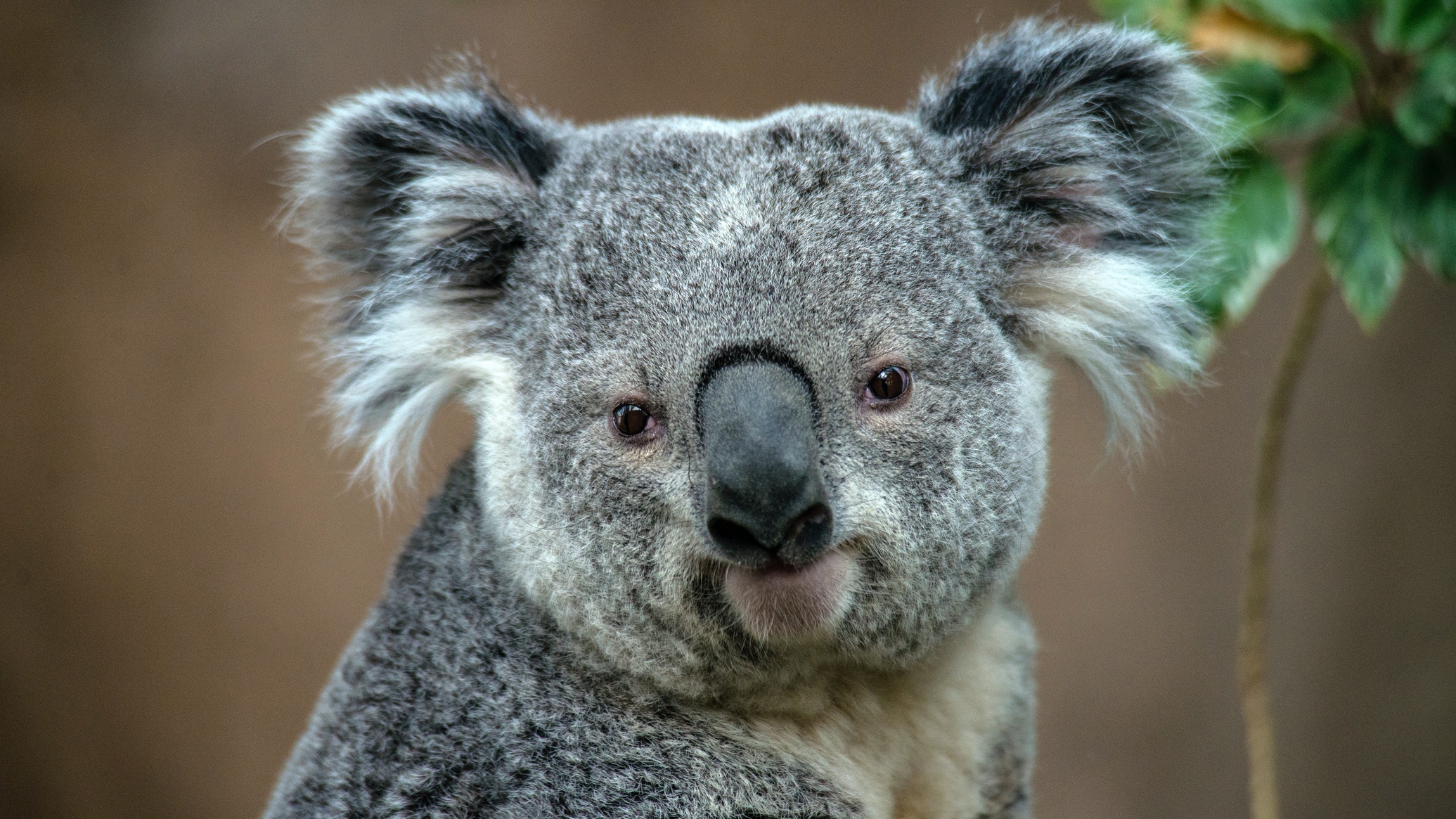 Koala