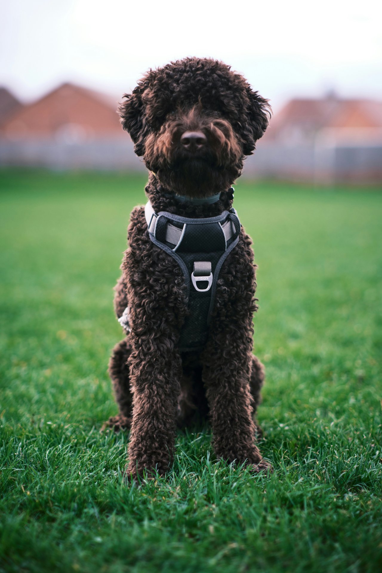 Lagotto Romagnolo