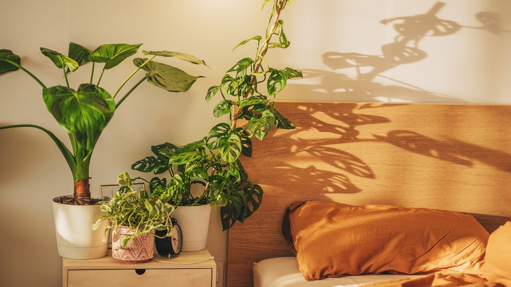 6 pont a lakásban, ahol büntetés szobanövényt tartani