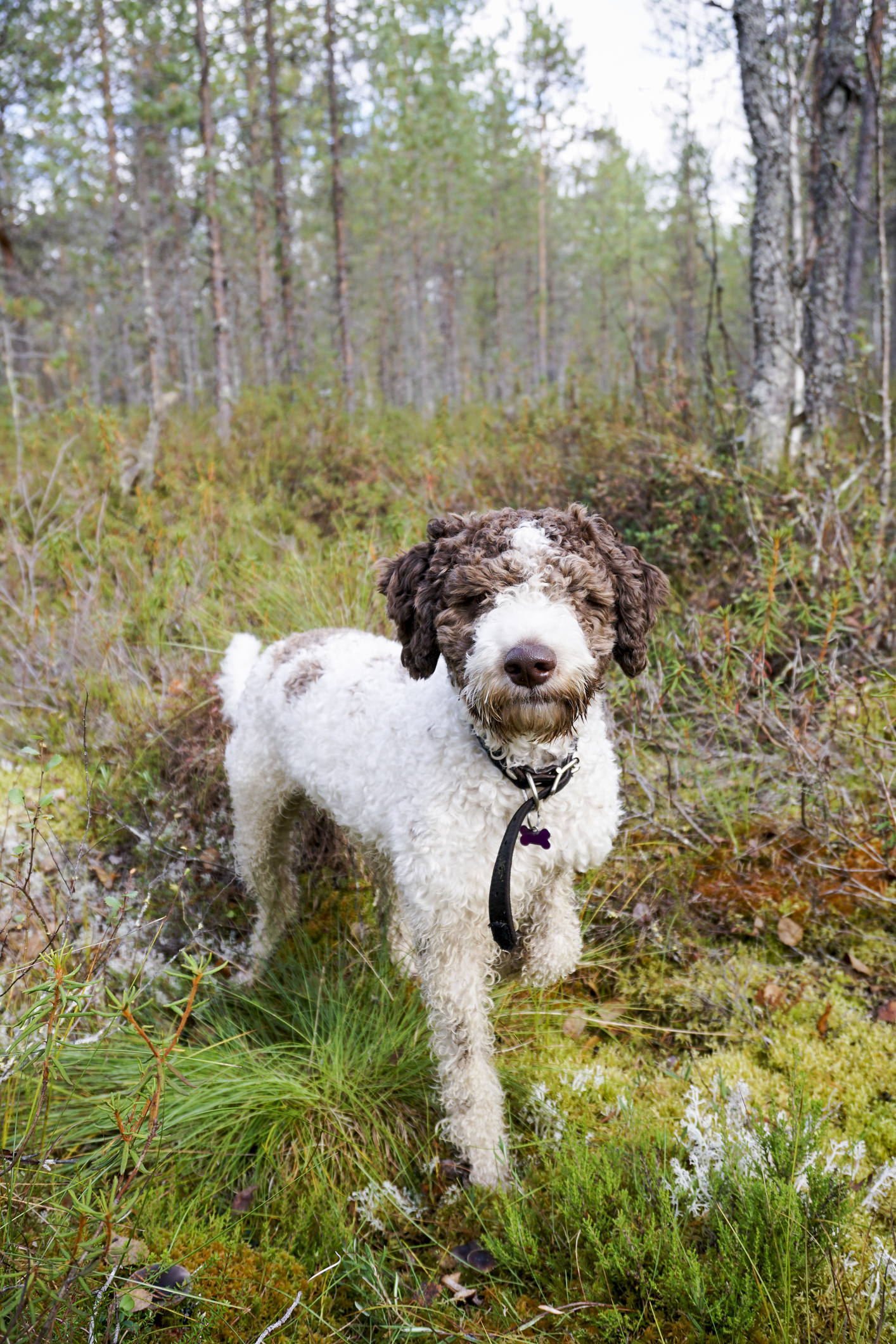 Lagotto Romagnolo