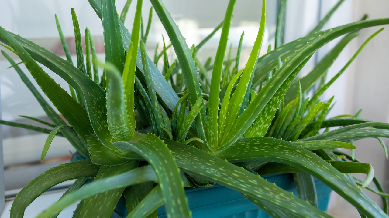 aloe vera cserépben