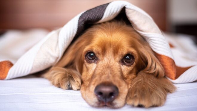 Ez a budapesti kerület teljesen betiltotta a szilveszteri tűzijátékot