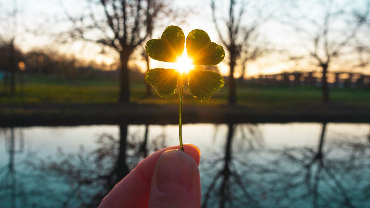 Négylevelű lóhere Nappal a közepén