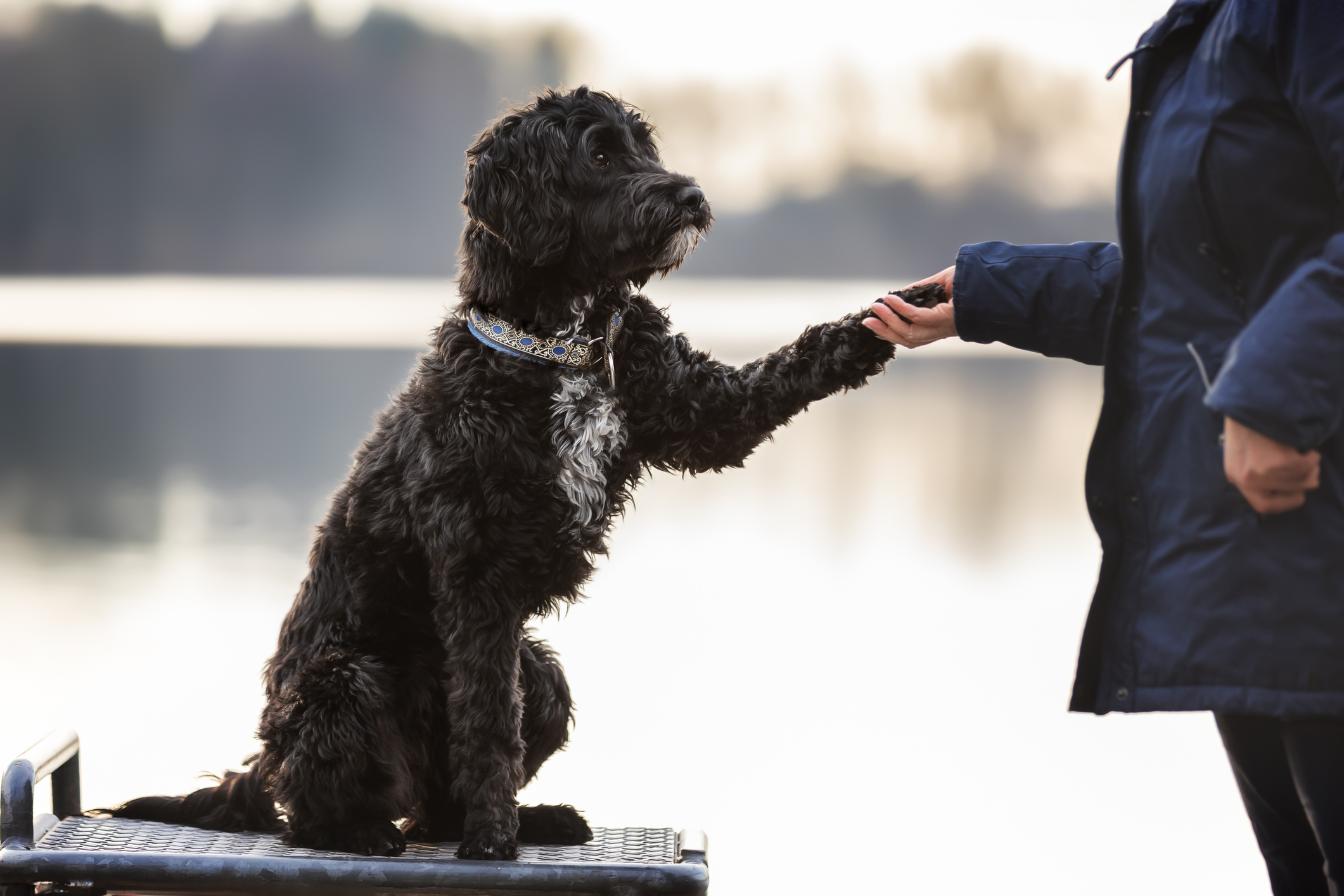 Szórakoztató, vidám és jókedvű kutyafajták