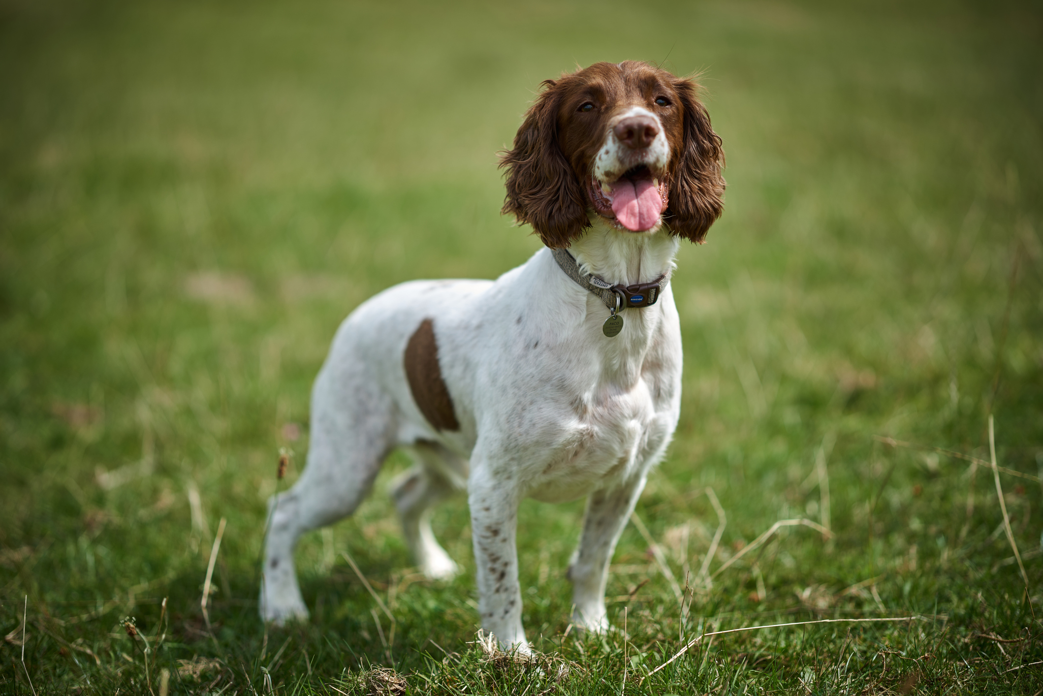 Szórakoztató, vidám és jókedvű kutyafajták