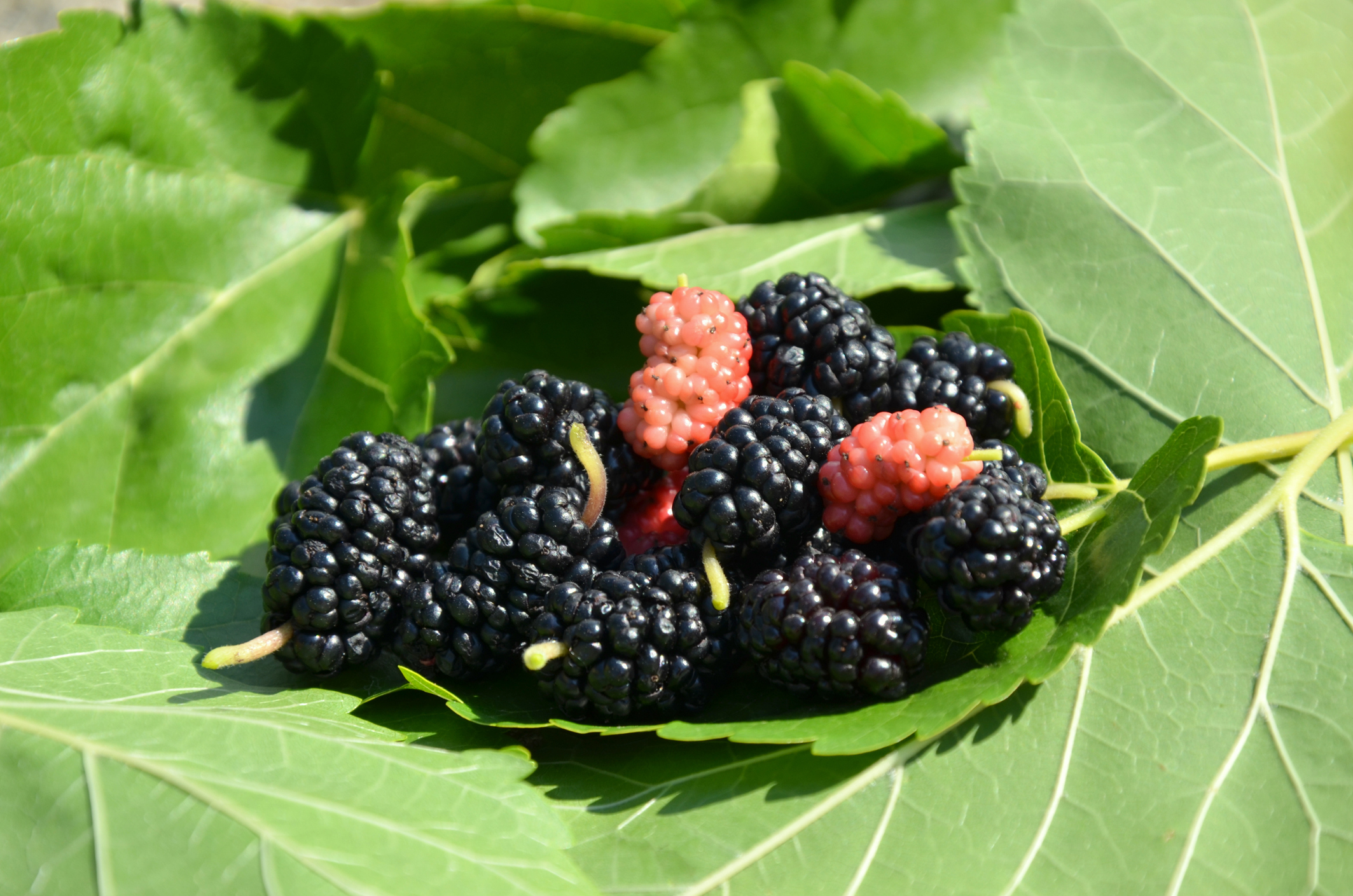 A fekete eperfa tea kalciumban rendkívül gazdag