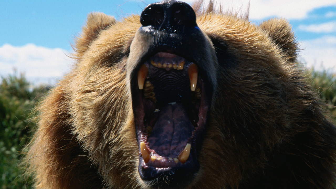 medve, fotó: iStock