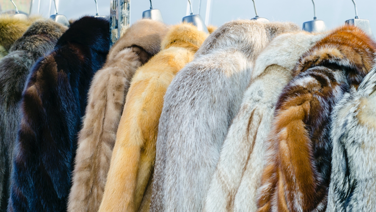 Cruelty or environmental awareness? You want to wear real fur with the generation Z