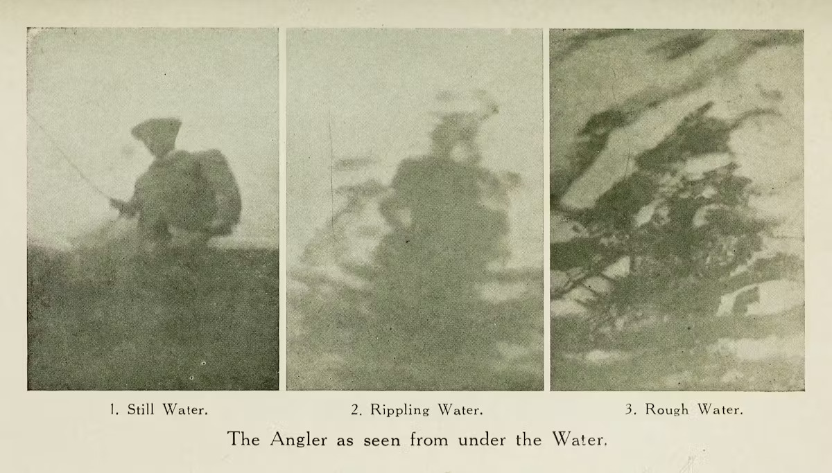 Illusztráció Francis Ward Állati élet a víz alatt című művének 1920-as kiadásából