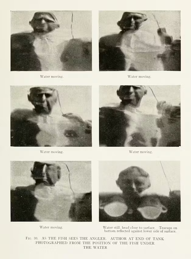 Illusztráció Edward Ringwood Hewitt: A lazac titkai (1922) című könyvéből