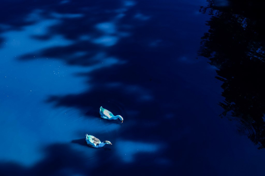 Kékre színeződött kacsa Brazíliában