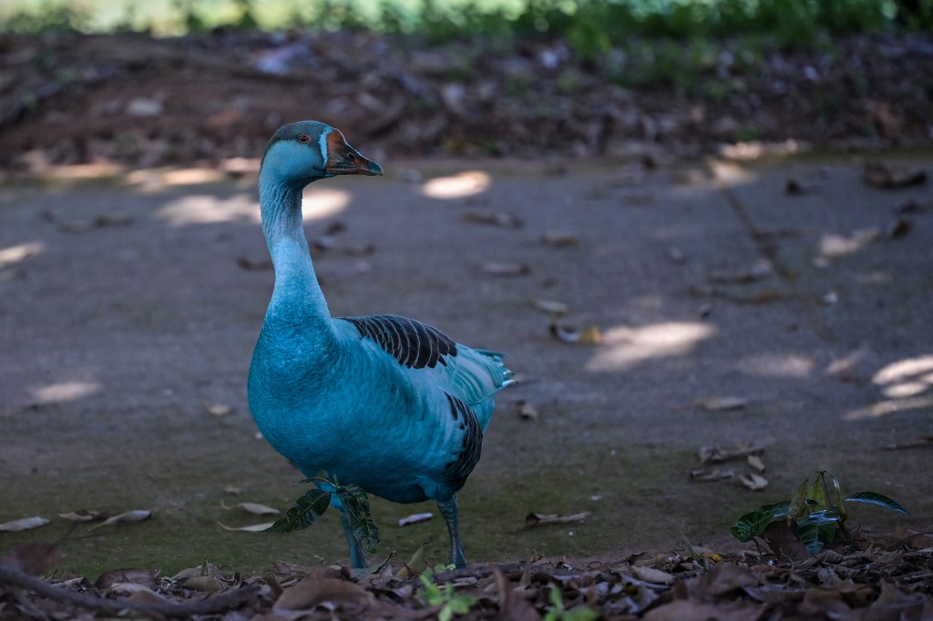 Kékre színeződött kacsa Brazíliában