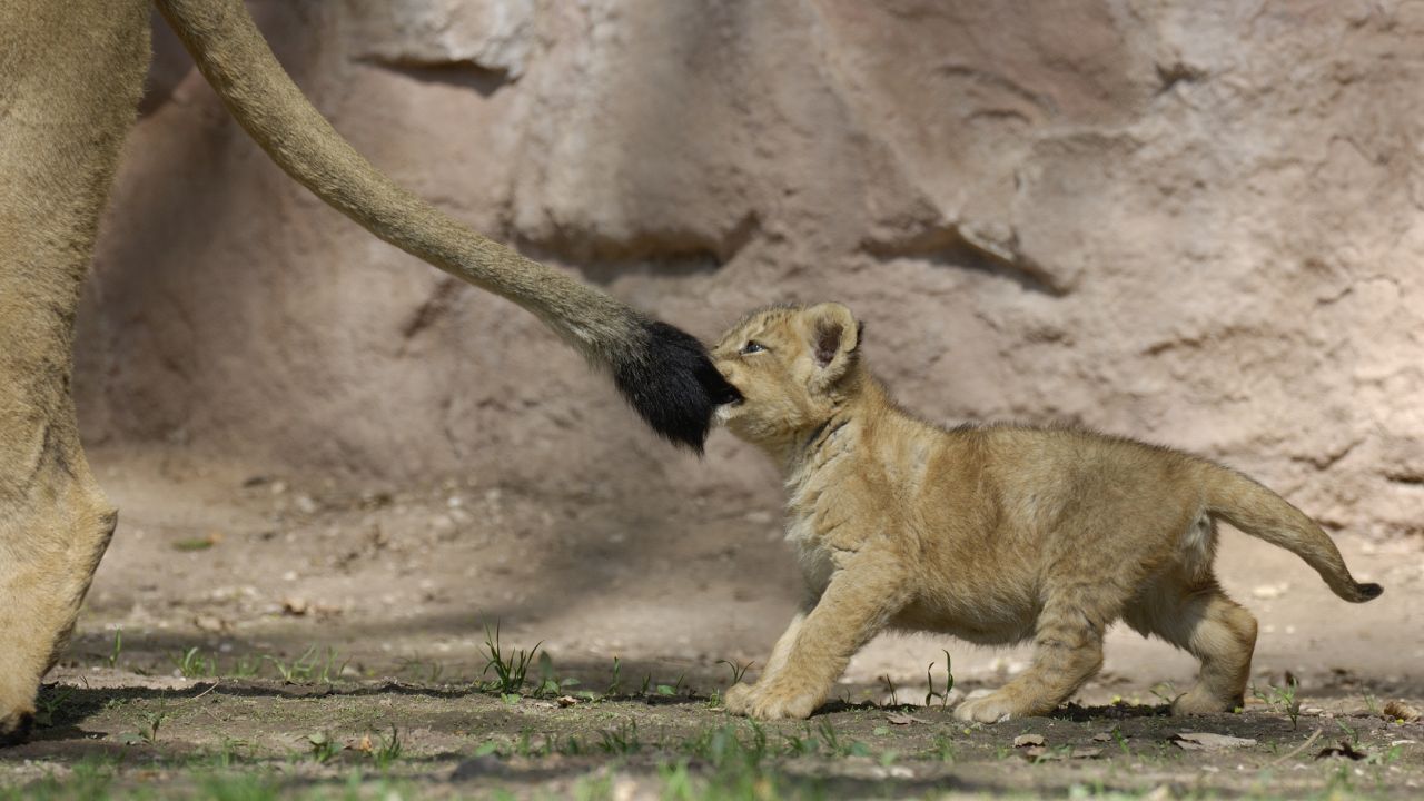Kölyökoroszlán fogja anya farokbojtját