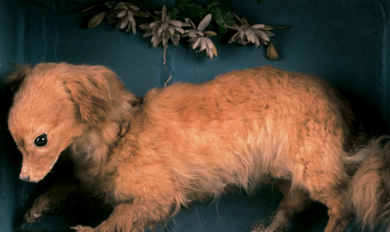 Speciális célokra kitenyésztett kutyák