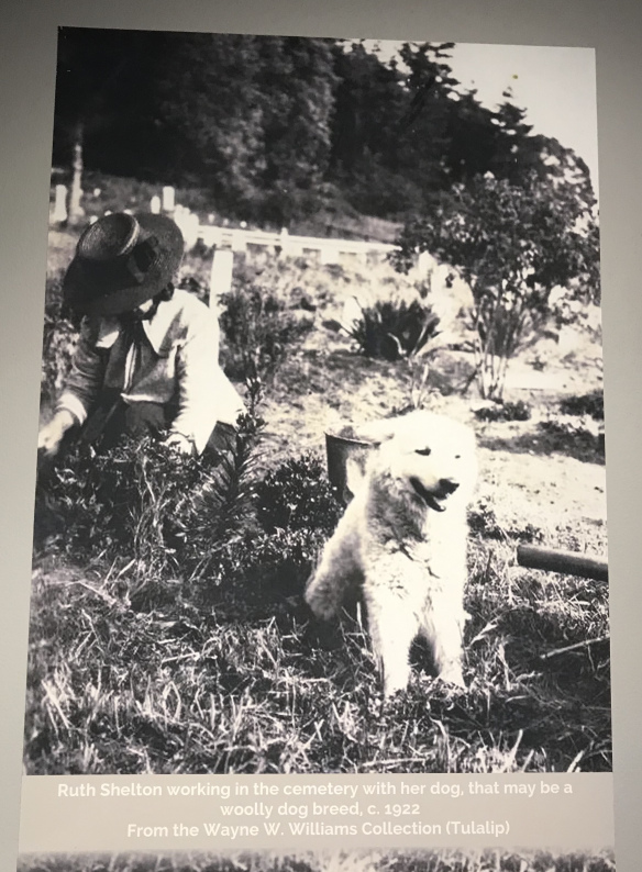 Speciális célokra kitenyésztett kutyák